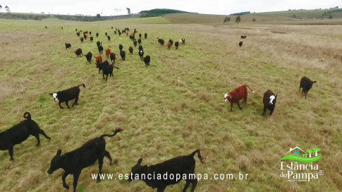 DA VARZEA ATE O GADO NA COXILHA.00_01_52_05.Quadro021_88a328c4e89d865233860f12a2571ec4e4d6355c.jpg